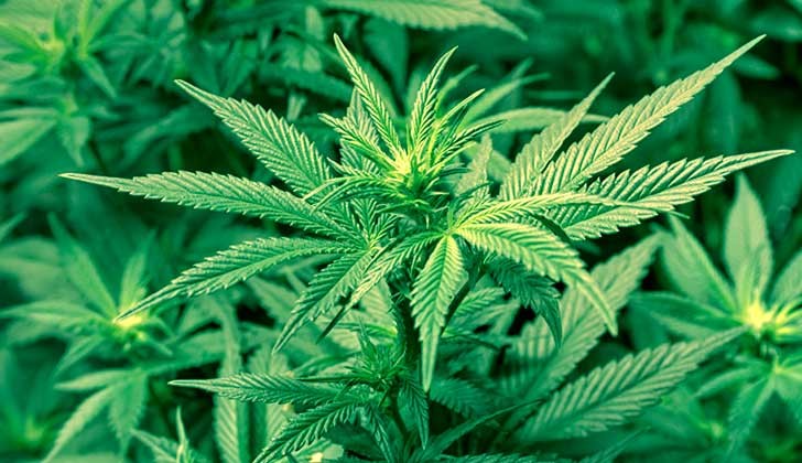 cultivarmarihuana.es