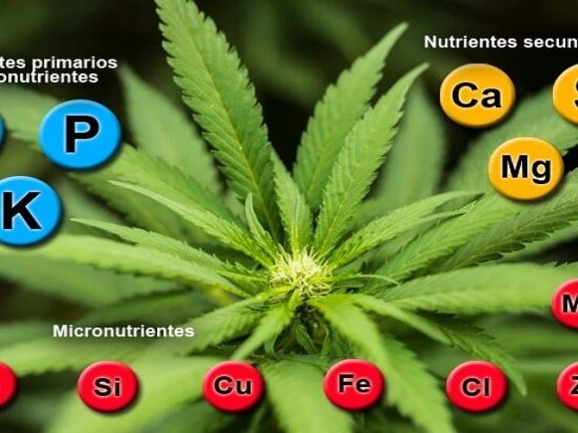 Nutrientes para marihuana