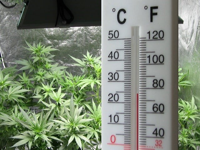Control del clima en el cultivo de marihuana