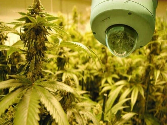 Seguridad en el cultivo de cannabis