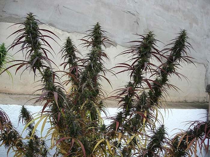 ot-haze