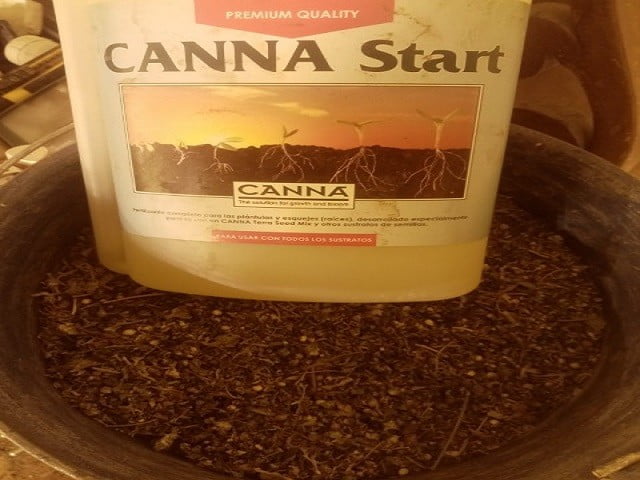 Las raíces del cannabis