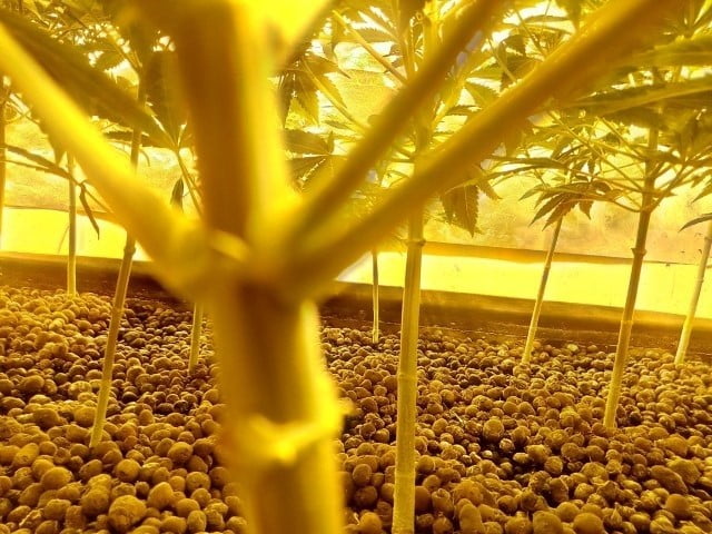 podar las plantas de marihuana
