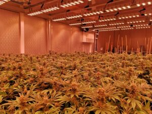 Titomaria cultiva marihuana