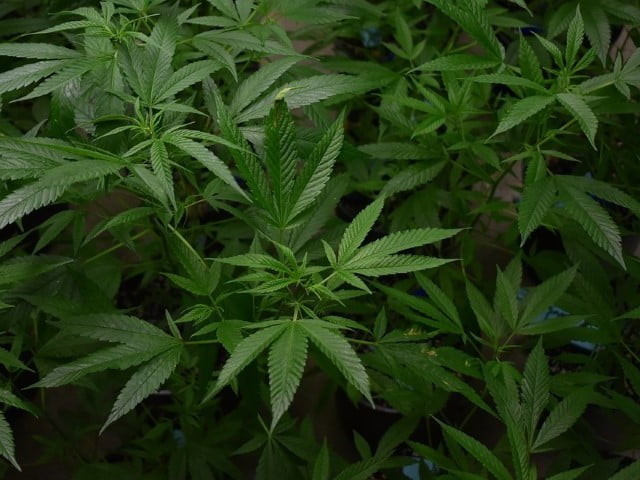 prefloración de las plantas de marihuana