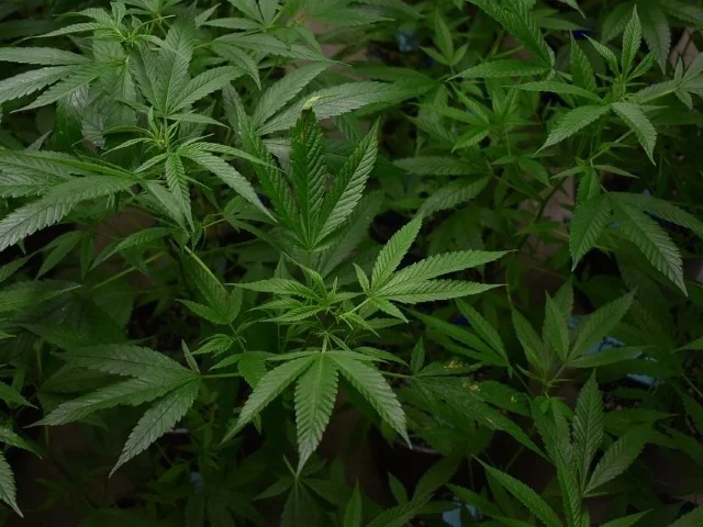 pre floración cannabis
