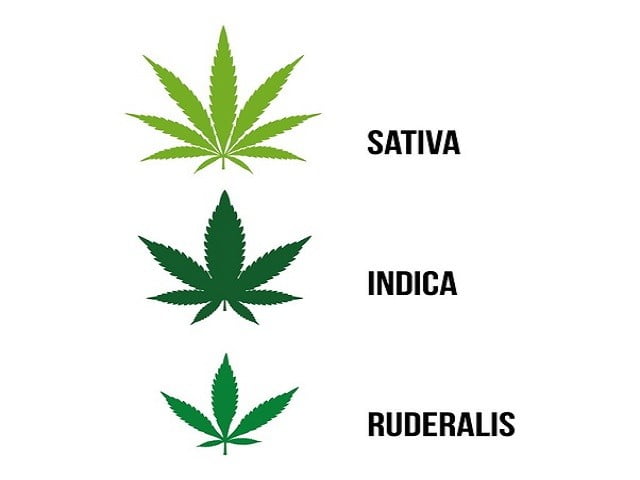 Tipos de marihuana