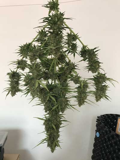 Cómo cultivar variedades autoflorecientes
