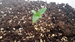Cómo cultivar variedades autoflorecientes