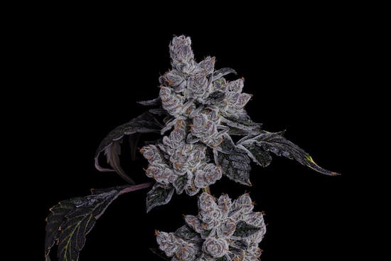 LOWD FirstClassFunk (Foto por lente resinada cortesía de LOWD)