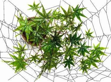 ¿Cuál es la mejor manera de enredar sus plantas de cannabis?